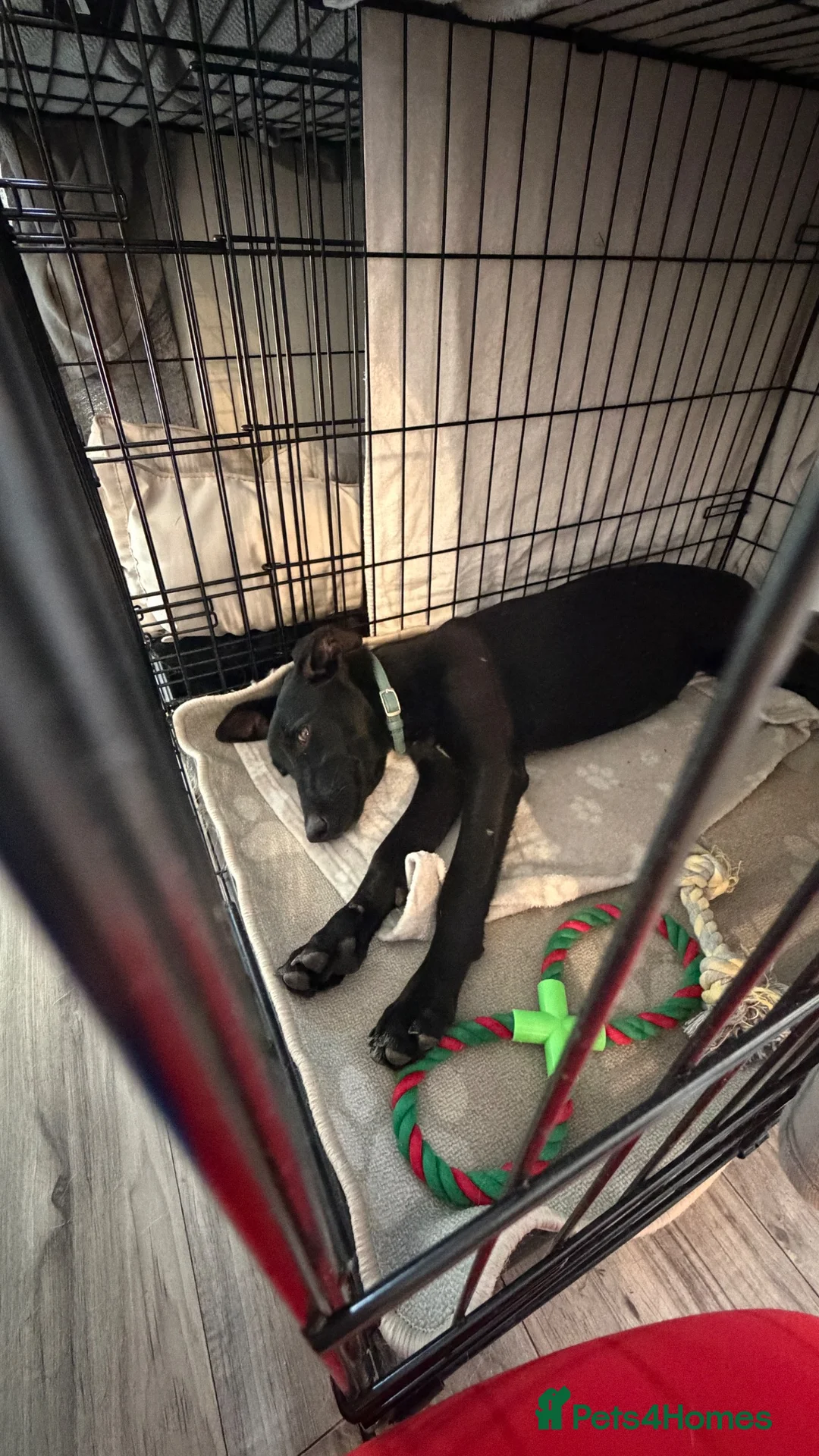 Mixed Breed dogs for adoption: Gentle puppy Paris is Ready for her Family! 💗 - Advert 11