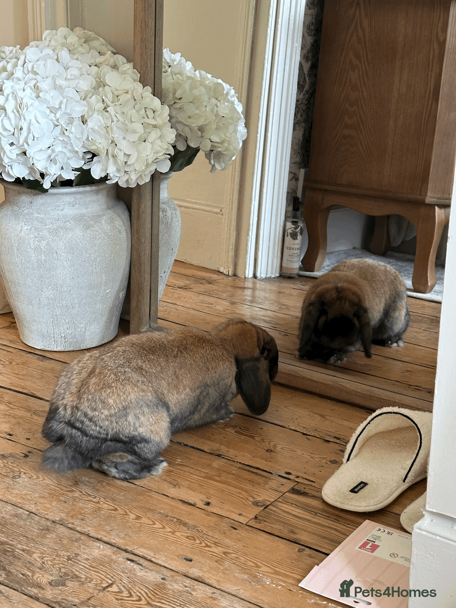 Mini Lop rabbits Gorgeous Male Neutered 1 Year Old For Rehoming - Advert 15