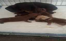 Miniature Dachshund dogs for sale: Miniature Dachshund  - Image 7