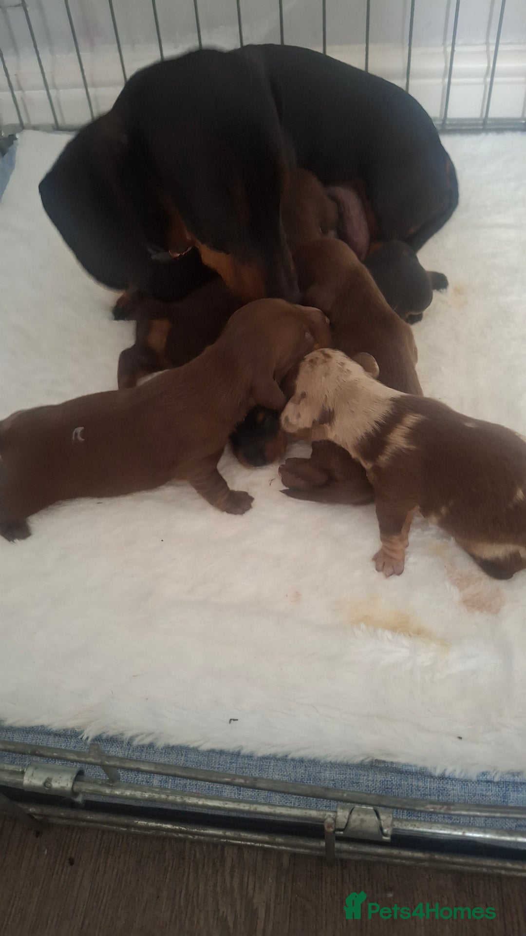 Miniature Dachshund dogs for sale: Miniature Dachshund  - Image 7