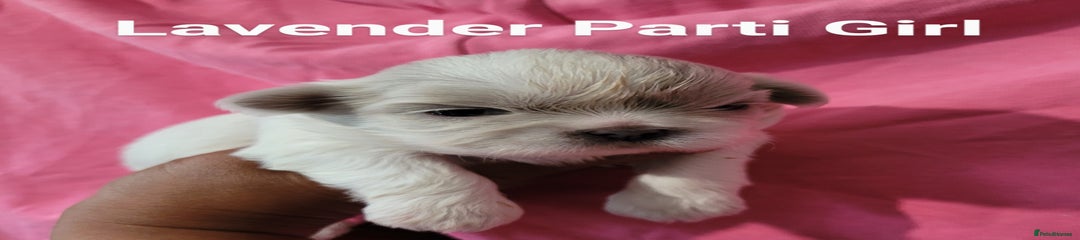 Shih Tzu Puppy 6