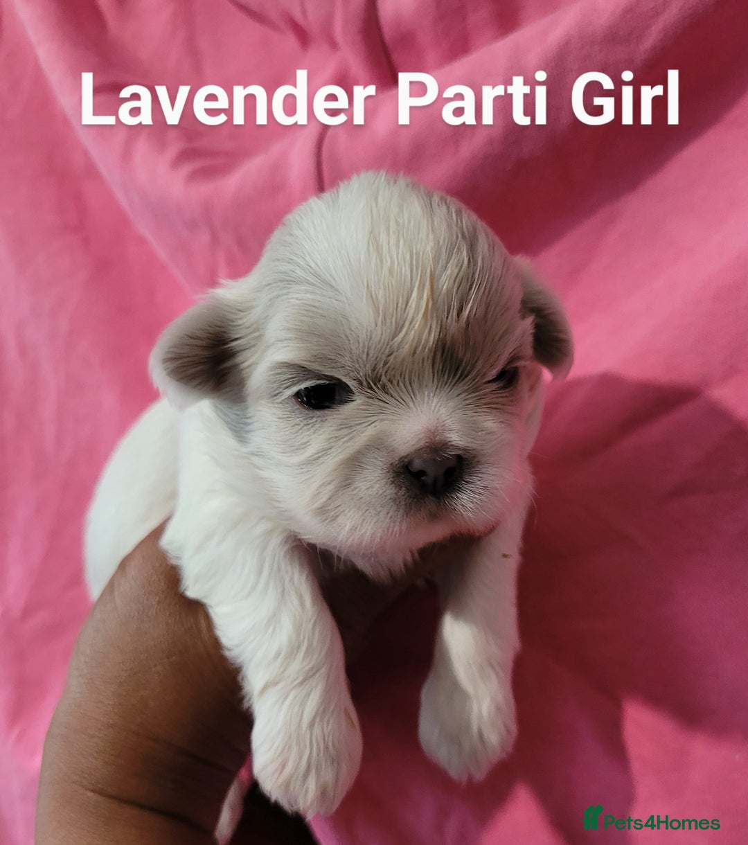Shih Tzu dogs for sale: Adorable Tiny Imperial ShihTzu  - Image 10
