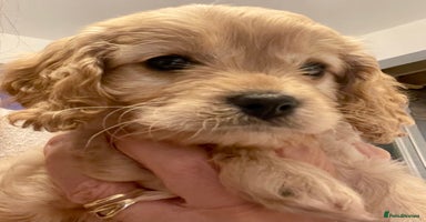 Cavapoo dogs Cavapoo - Advert 7