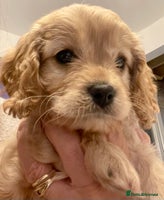 Cavapoo dogs Cavapoo - Advert 7