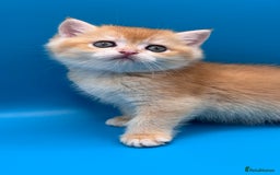 British Shorthair cats for sale: GCCF BSH BY12 GOLDEN CHOCOLATE KITTENS  - Image 8