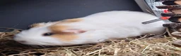 Guinea Pig rodents for sale: Male guineapig  - Advert 4
