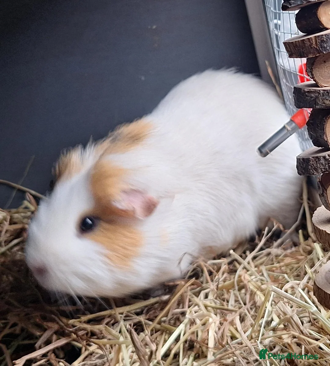 Guinea Pig rodents for sale: Male guineapig  - Advert 4