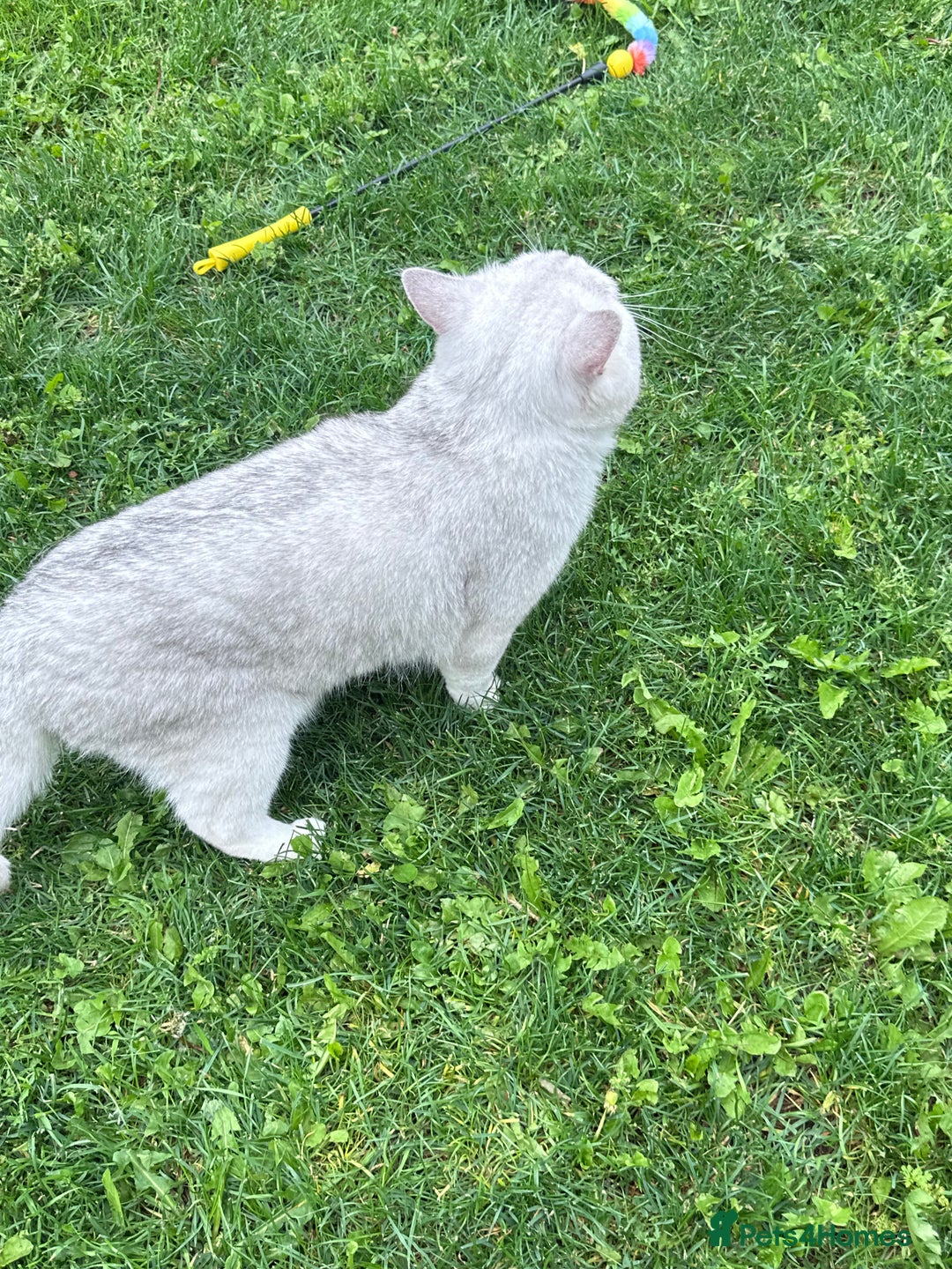 British Shorthair cats for stud: GCCF BSH (NS12) for stud  in Ipswich - Advert 8