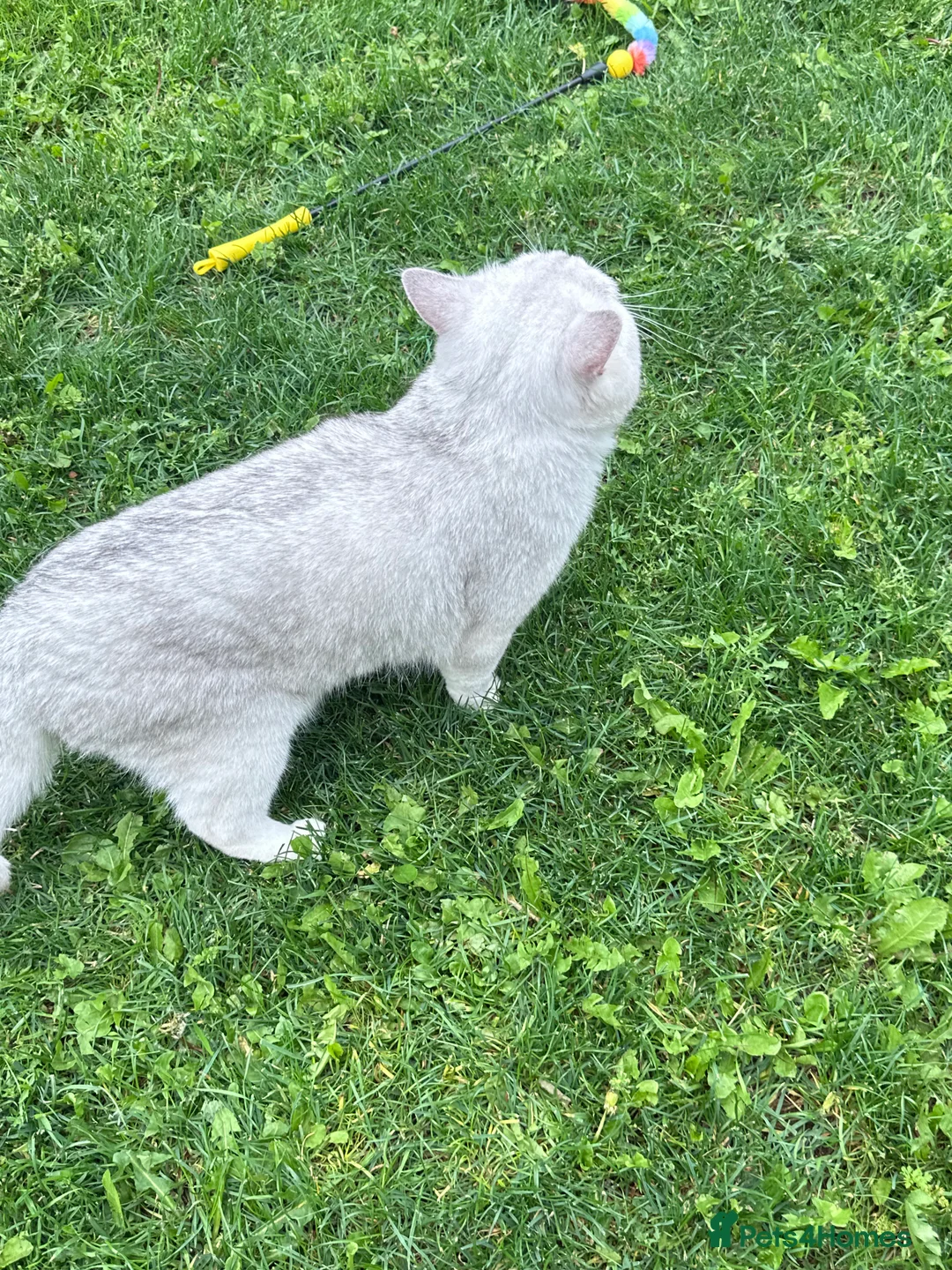 British Shorthair cats for stud: GCCF BSH (NS12) for stud  in Ipswich - Advert 9