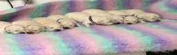 Golden Retriever dogs for sale: White show lines retriever puppies  - Advert 5