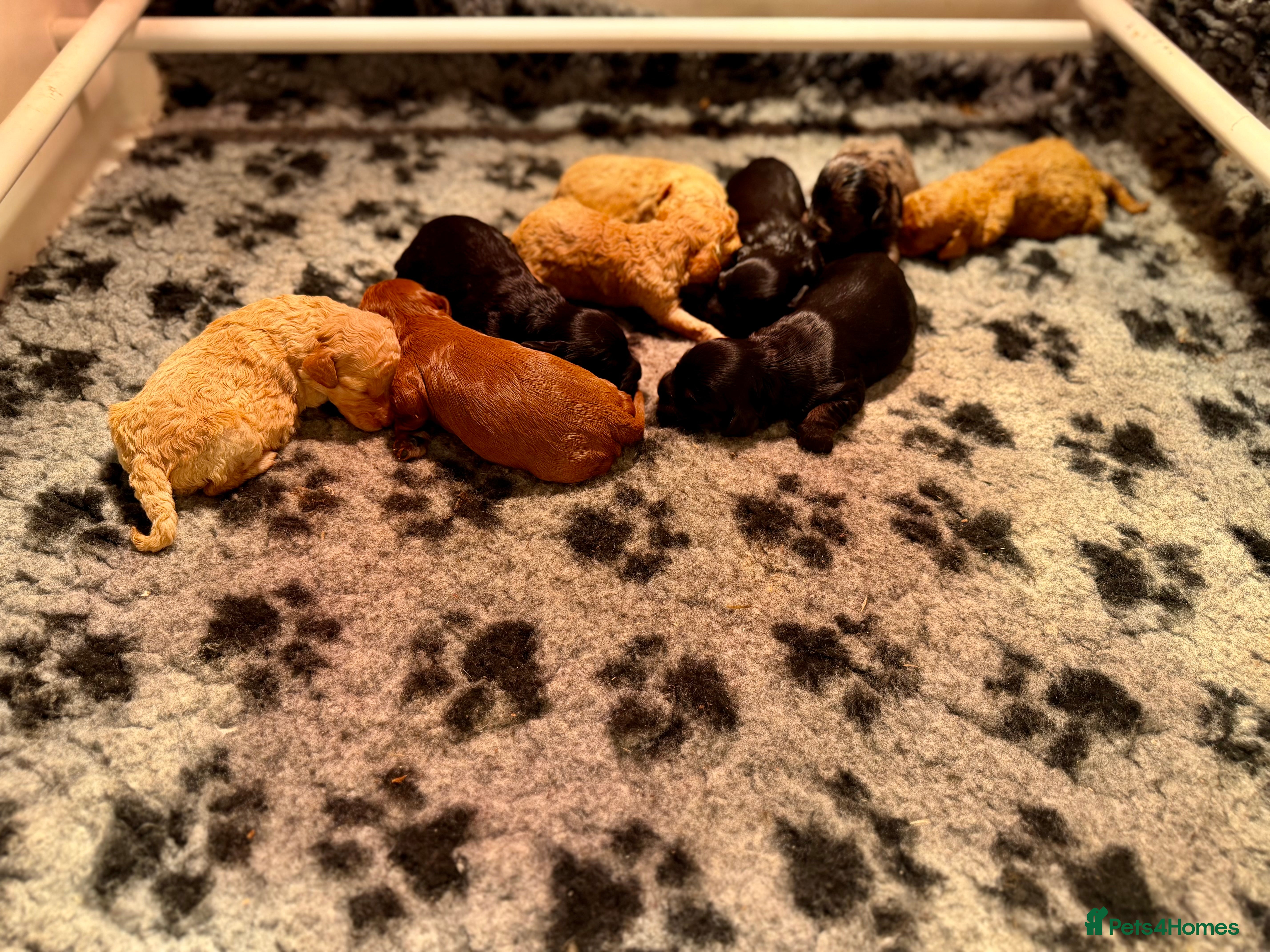 Cavapoo dogs Top quality F1 Cavapoo puppies - Advert 2