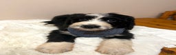 Bernedoodle dogs for sale: F1 Standard Bernerdoodles - Advert 13