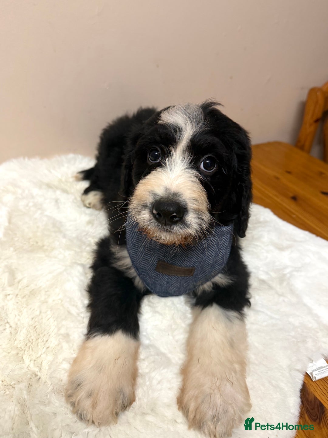 Bernedoodle dogs for sale: F1 Standard Bernerdoodles - Advert 13