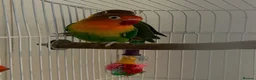 Lovebirds birds for sale: Pair of Beautiful Bonded Lovebirds with Large Cage in Carshalton - Advert 3