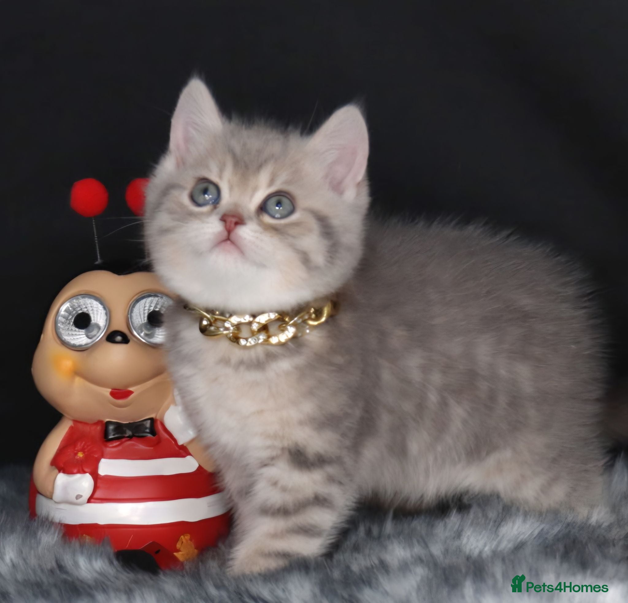 British Shorthair cats Registered Golden British Shorthaired kittens - Advert 1