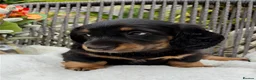 Dachshund dogs for sale: kC Reg, Standard Long Haired Dachshunds  - Advert 19