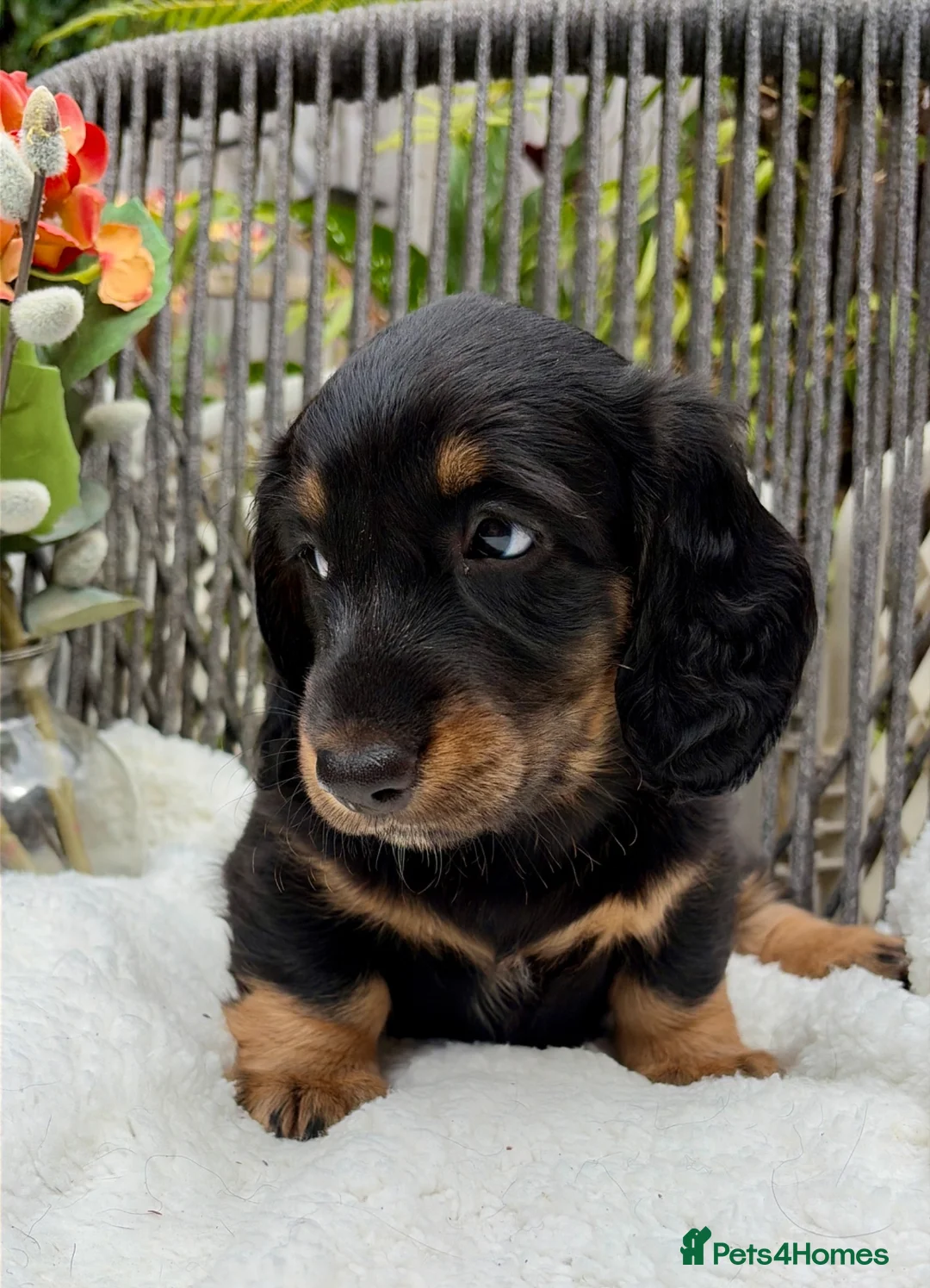 Dachshund dogs for sale: kC Reg, Standard Long Haired Dachshunds  - Advert 19