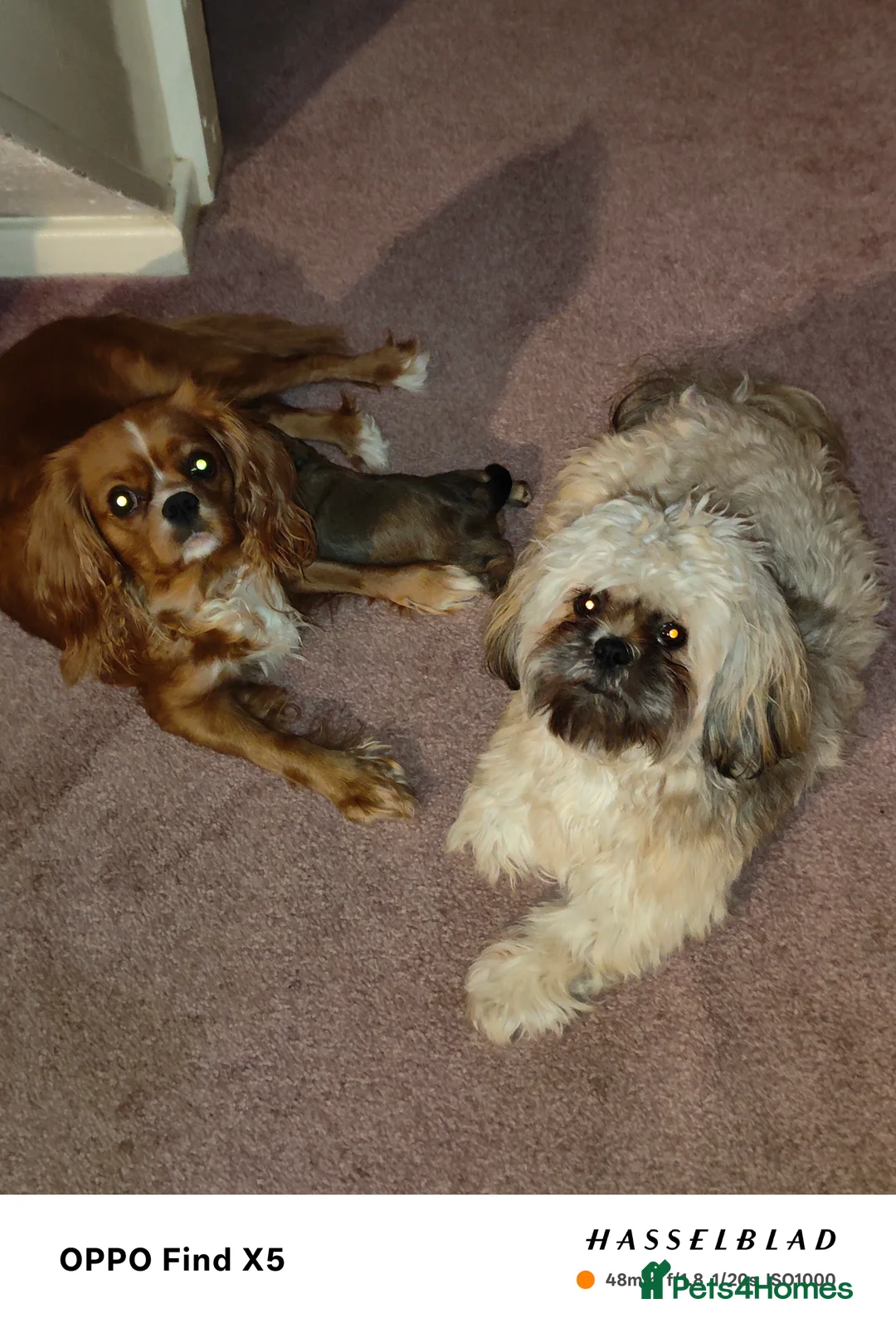 Cava Tzu dogs for sale: CAVA TZU FOR SALE - Advert 19