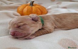 Maltipoo dogs for sale: 🐾✨️Beautiful Maltipoo Pups ready in December!🐾✨️ - Image 7