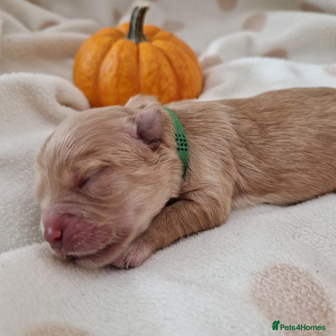 Maltipoo dogs for sale: 🐾✨️Beautiful Maltipoo Pups ready in December!🐾✨️ - Image 7