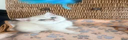 British Shorthair cats for sale: Cuteness overload♥️ British shorthair/chinchillas  - Advert 21