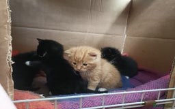 Mixed Breed cats for sale: 4 sweet happy tuxedo kittens - Image 3