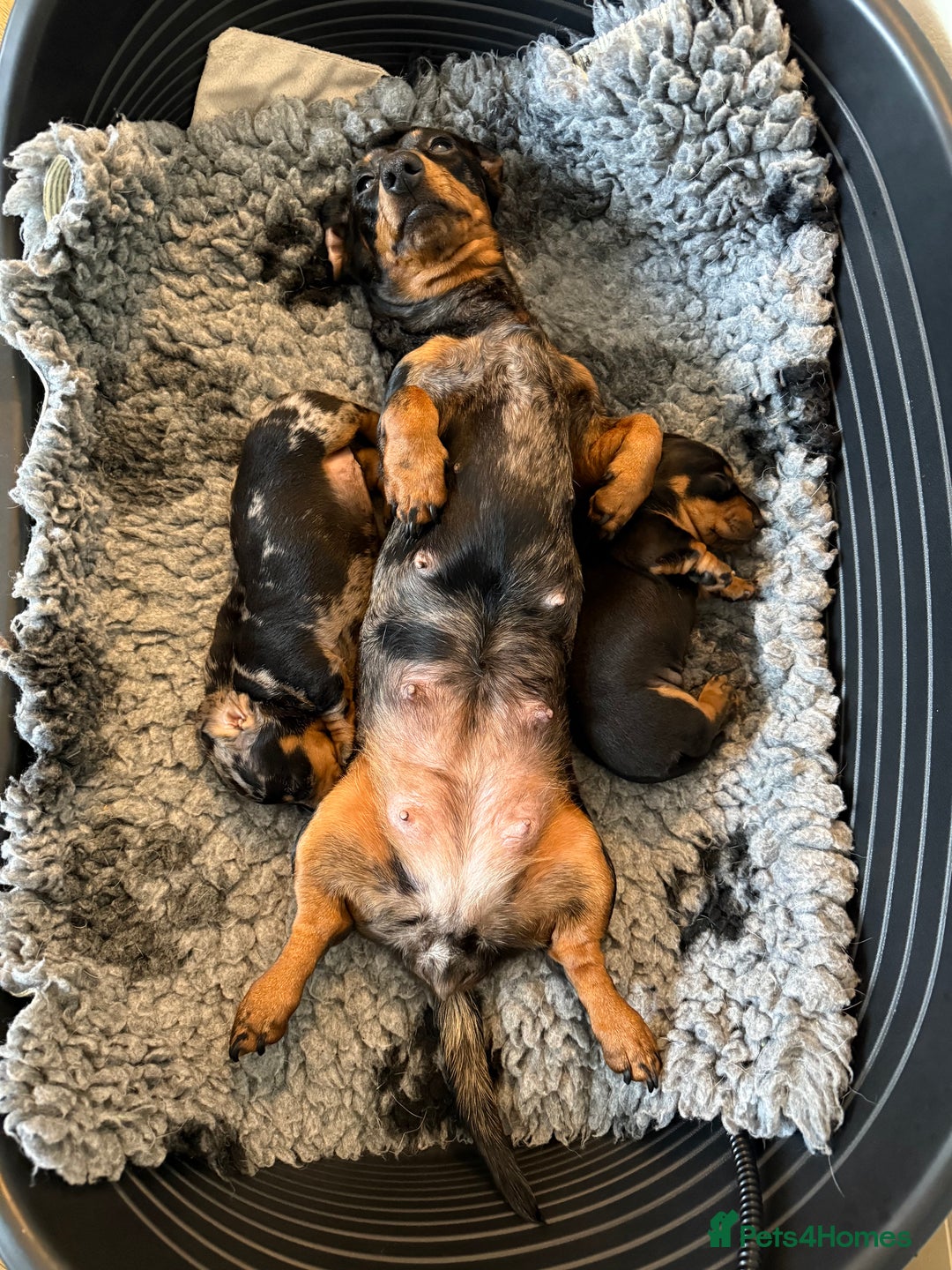 Miniature Dachshund dogs for sale: Kc reg smooth haired miniature dachshund - Advert 10