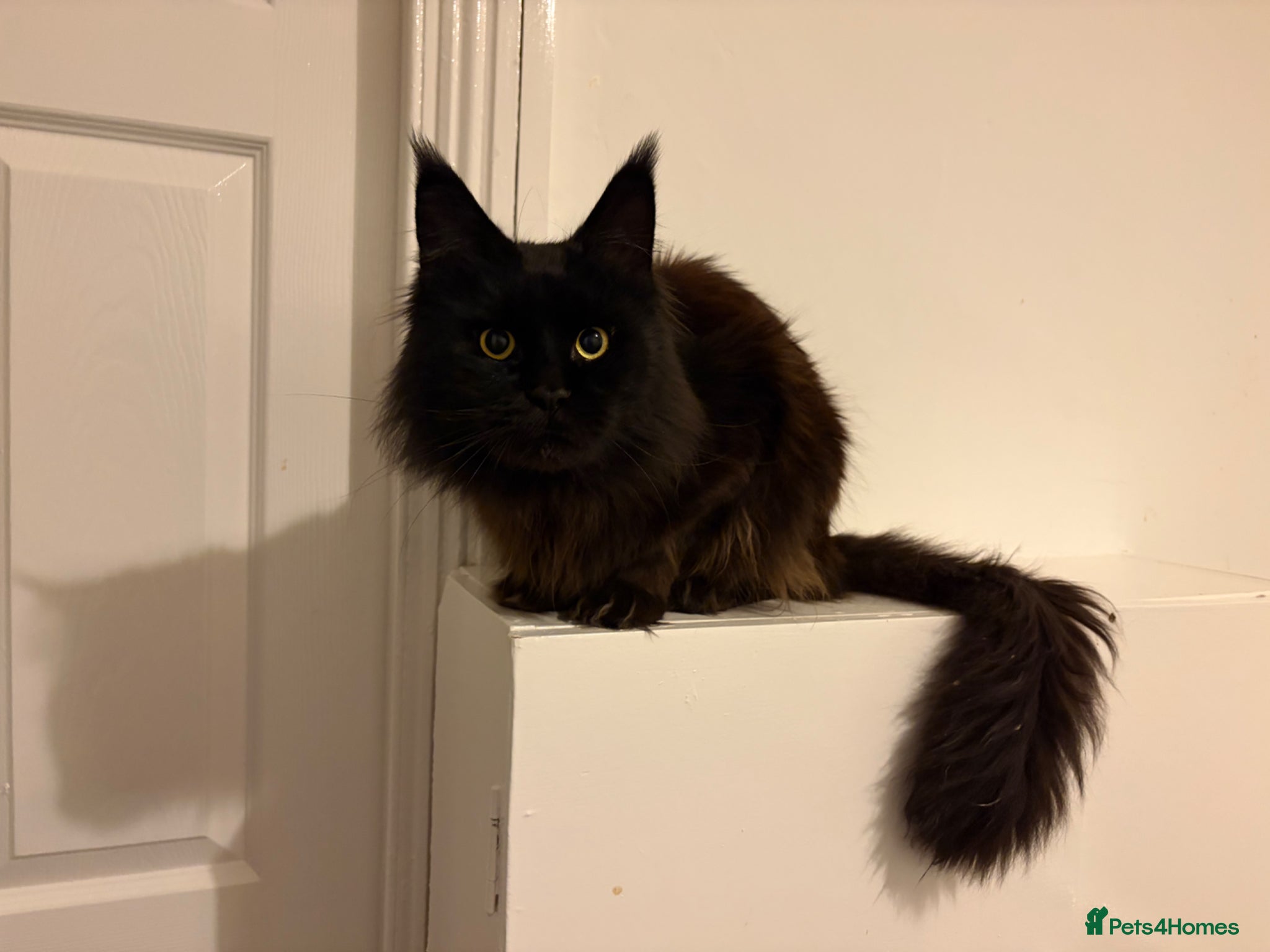 Maine Coon cats Beautiful Maine Coon boy - Advert 1