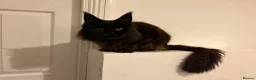 Maine Coon cats for sale: Beautiful Maine Coon boy in North Shields - Advert 1