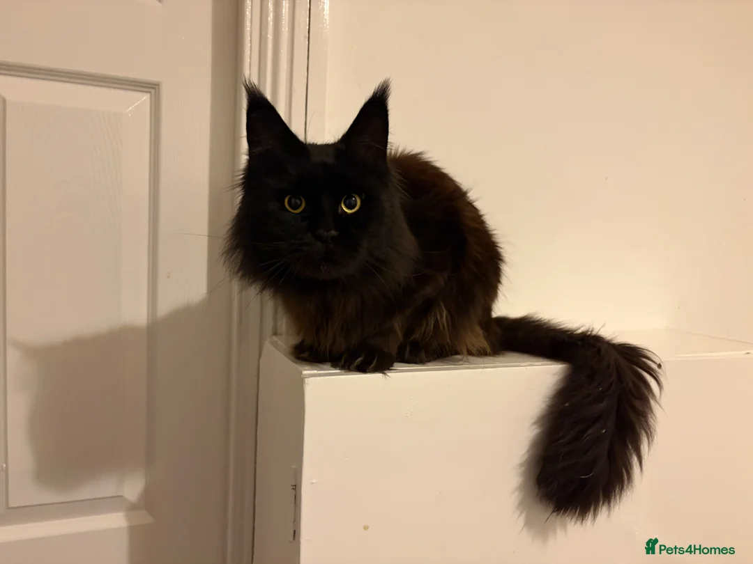 Maine Coon cats for sale: Beautiful Maine Coon boy in North Shields - Advert 1