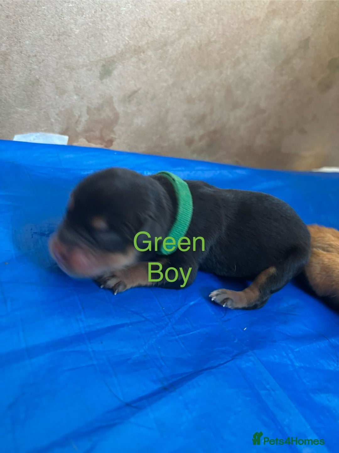 Rottweiler dogs for sale: Rottweiler puppies - Image 7