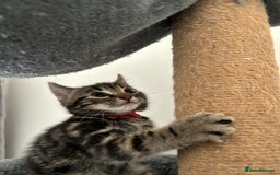 American Shorthair cats for sale: Ready to leave 2 boy kittens left  in Ilford - Image 10