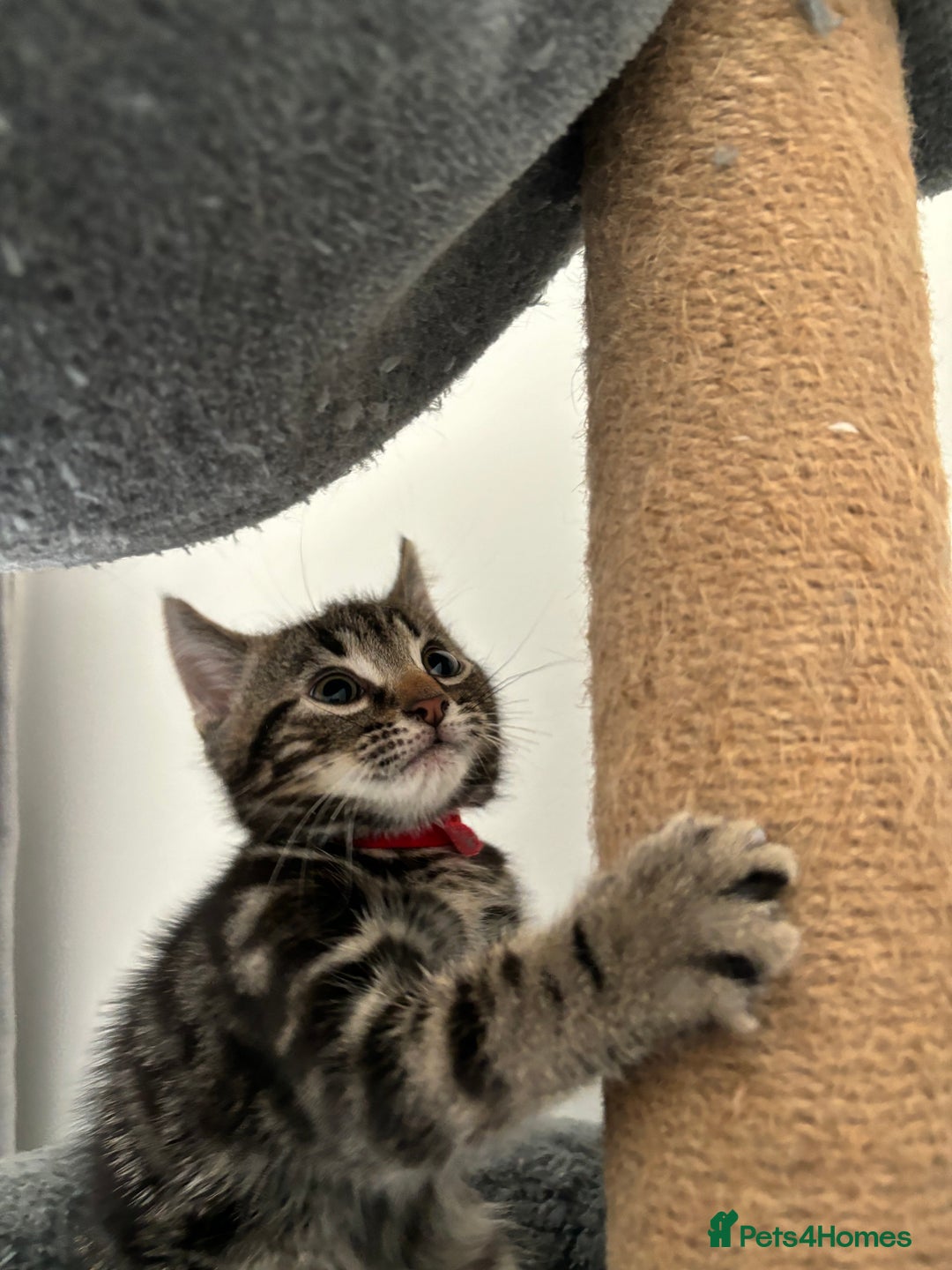 American Shorthair cats for sale: Ready to leave 2 boy kittens left  in Ilford - Image 10