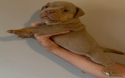 Olde English Bulldogge dogs for sale: Olde English bulldog puppies - Image 2