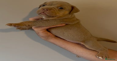 Olde English Bulldogge dogs - Advert 4