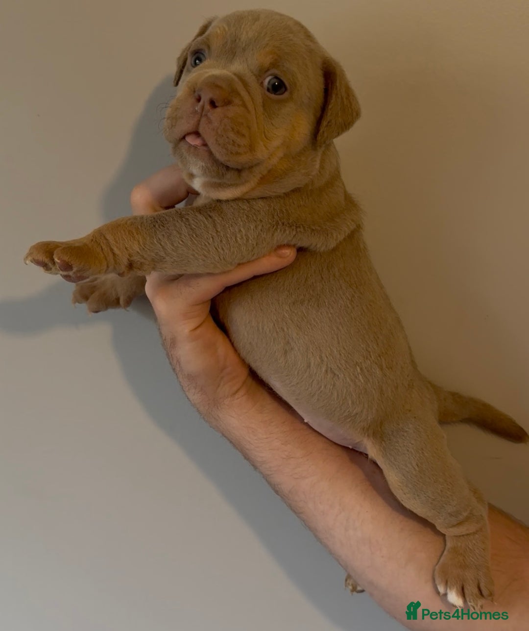 Olde English Bulldogge dogs for sale: Olde English bulldog puppies - Image 2