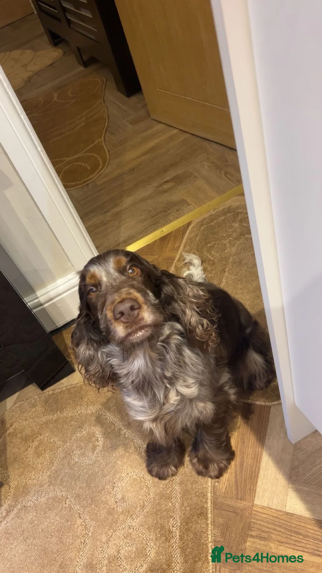 Cocker Spaniel dogs for sale: Show type cocker spaniels  - Advert 7