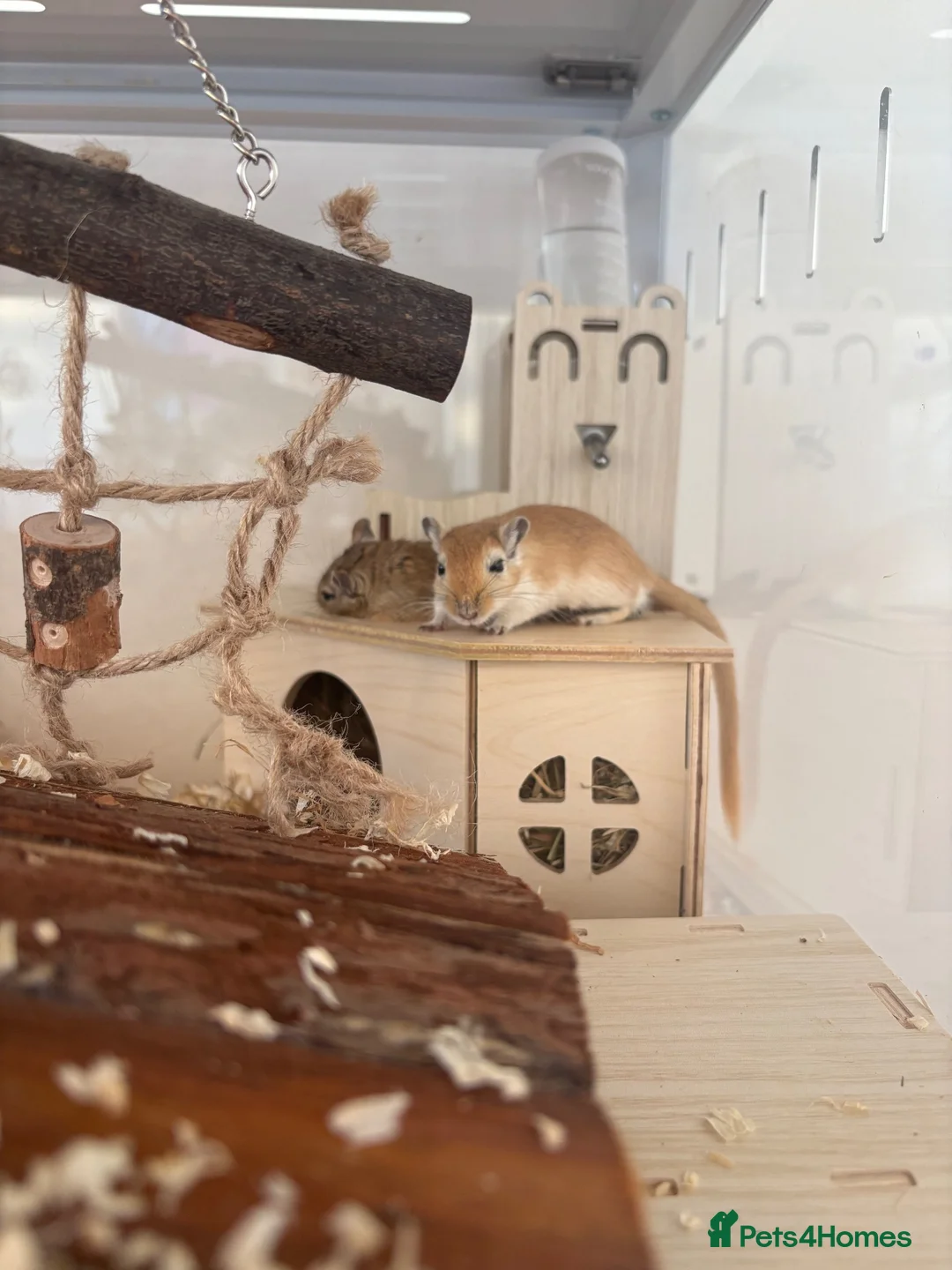 Gerbil rodents for sale: 4 male gerbils  in Tonbridge - Advert 3