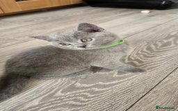British Shorthair cats for sale: British Blue Shorthair - Image 20