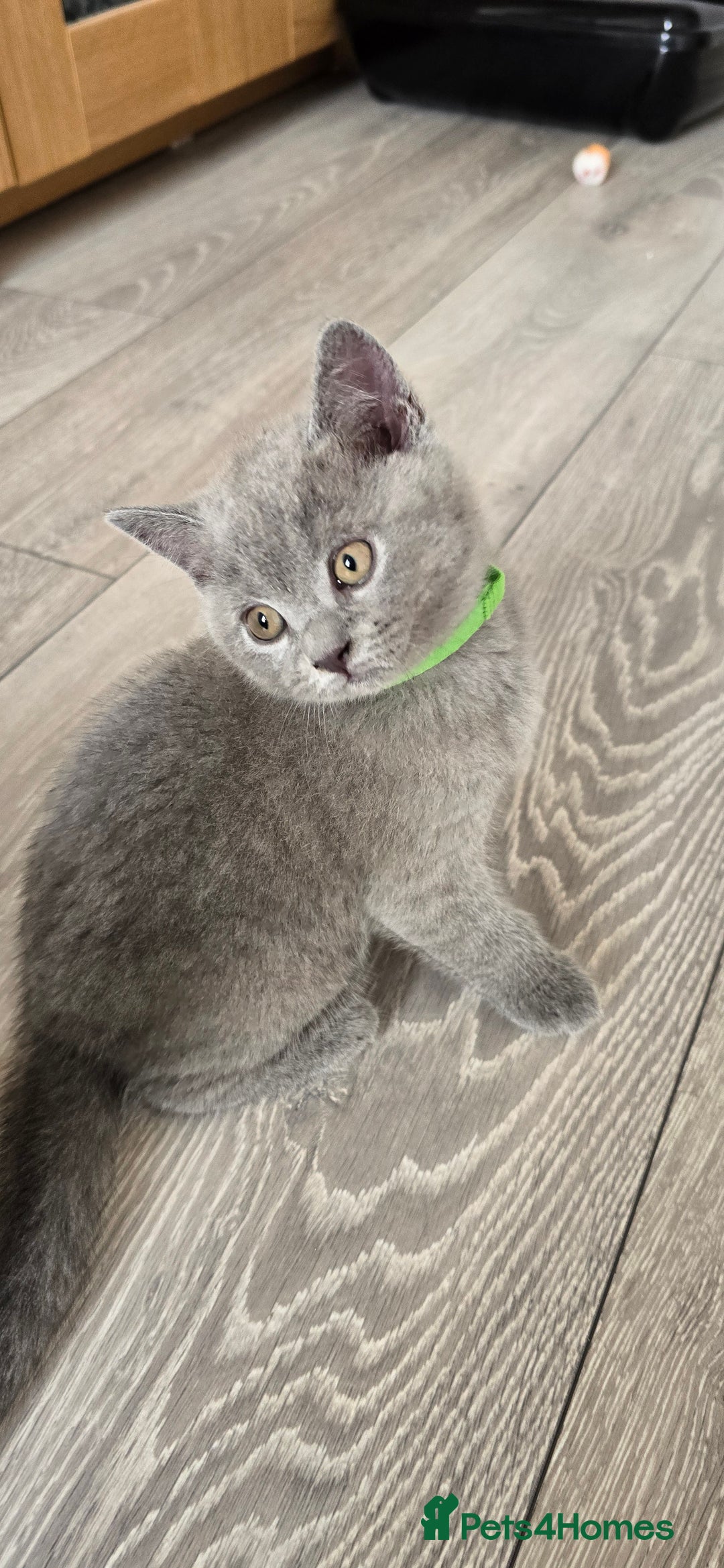 British Shorthair cats for sale: British Blue Shorthair - Image 20