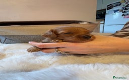 Cockapoo dogs for sale: 🐾 Adorable F2 Cockapoo Puppies! 🐾 - Image 15