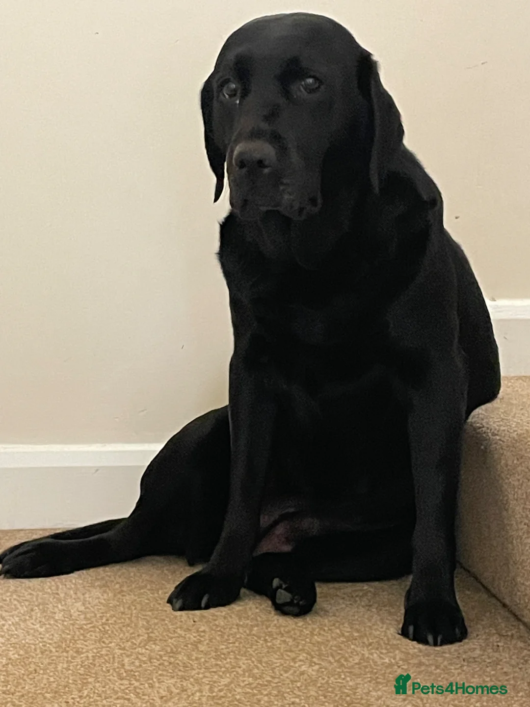 Mixed Breed dogs for sale: Lab Viszlas - Ready to go!  - Advert 2