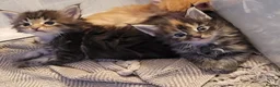 Maine Coon cats for sale: 4 Affectionate Maine Coon Kittens For Sale  - Advert 5