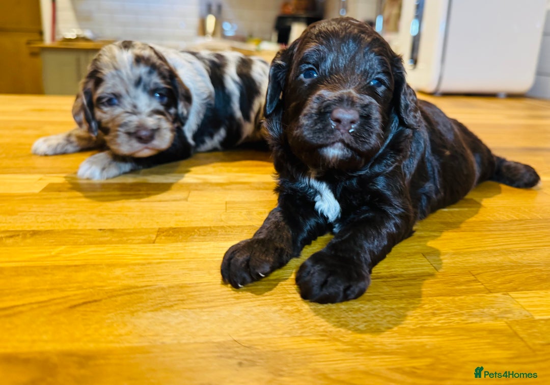 Cockapoo dogs for sale: Chocolate & Chocolate Merle Cockapoo Babies 🐾🐾🐾 - Image 13