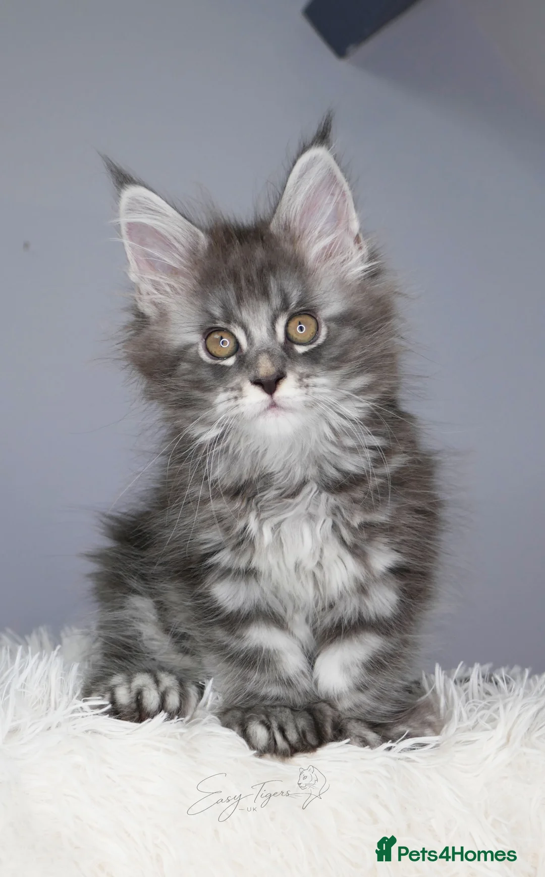 Maine Coon cats for sale: Stunning kittens ( polydactyl) TICA - Advert 2