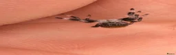 Spiders invertebrates for sale: Unsexed i5/i6 Jumping spider Florida Everglades  - Advert 15