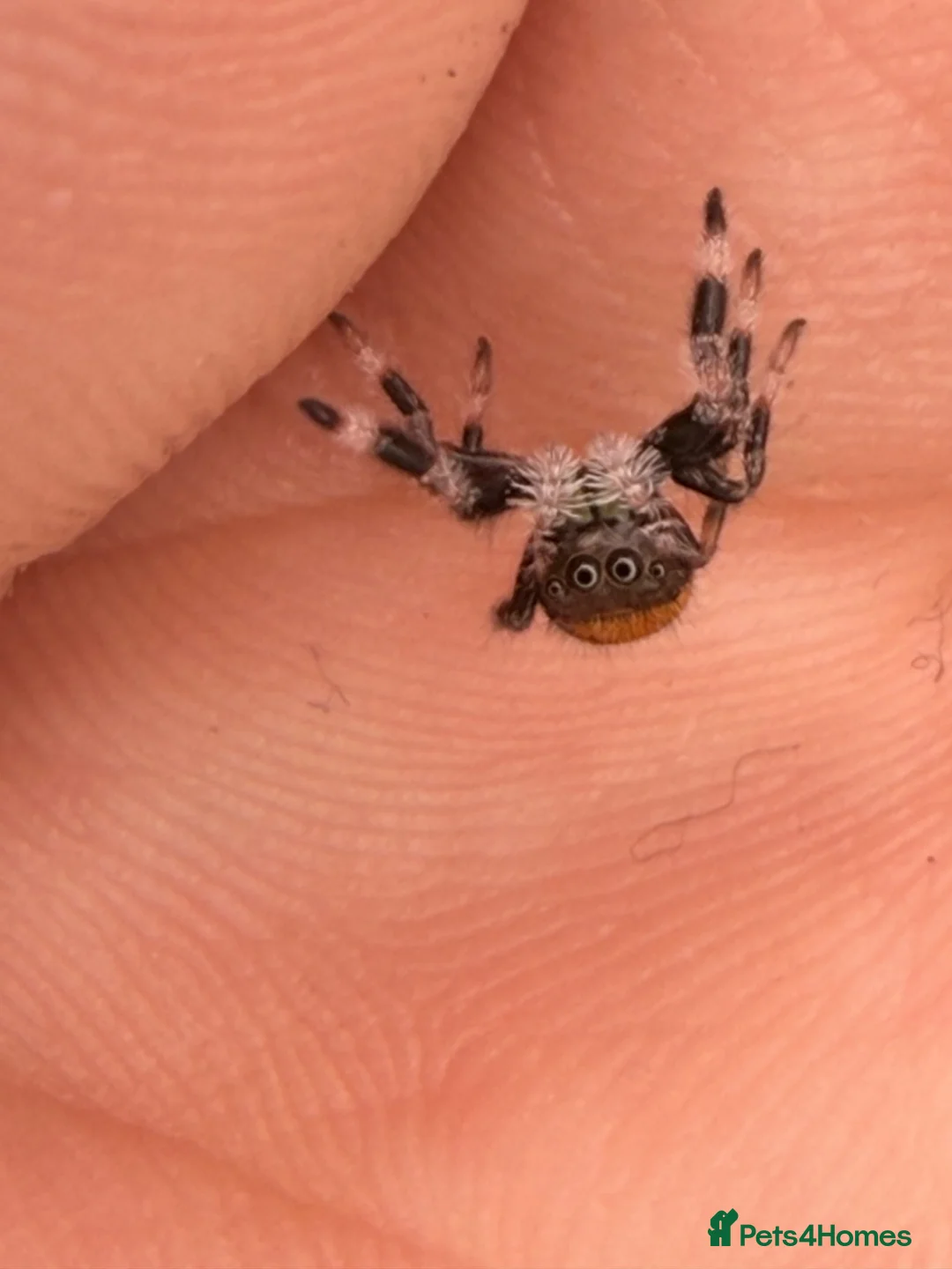 Spiders invertebrates for sale: Unsexed i5/i6 Jumping spider Florida Everglades  - Advert 15