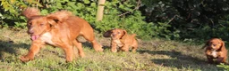 Cocker Spaniel dogs for sale: STUNNING WORKING COCKER SPANIEL PUPS  - Advert 12