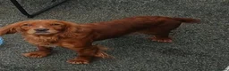 Cockapoo dogs for sale: Cockapoo puppies  in Salford - Advert 1