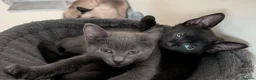 Mixed Breed cats for sale: Adorable Kittens Ready for Their Forever Homes! - Advert 12